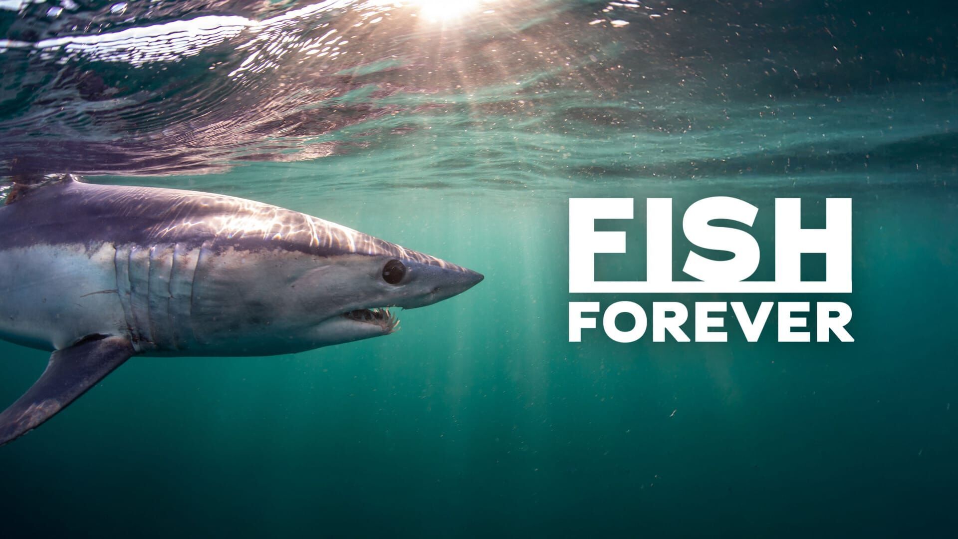 Le retour du thon rouge