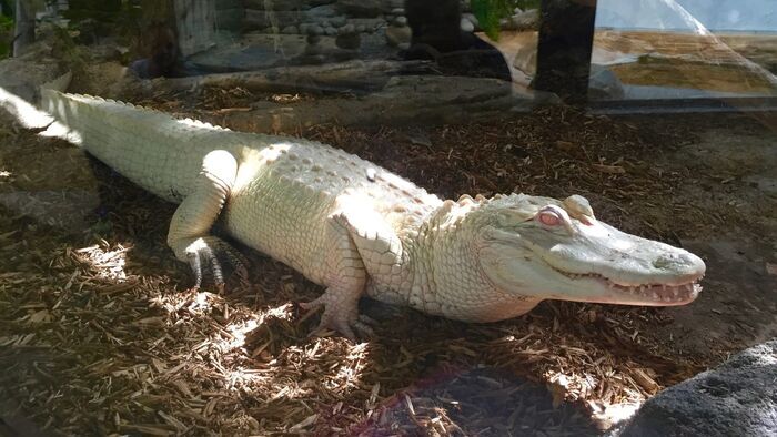 La ferme aux crocodiles