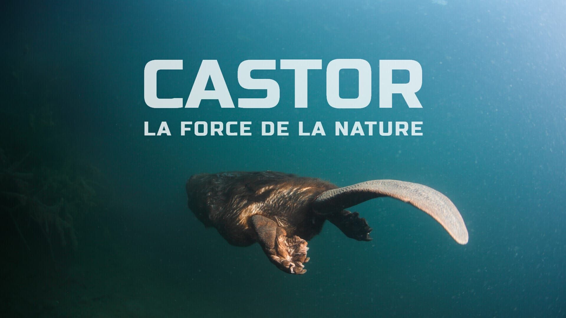 Castor, la force de la nature