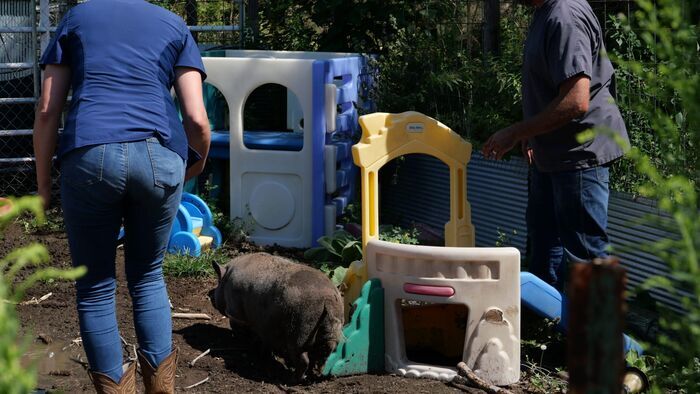 Copains comme cochons