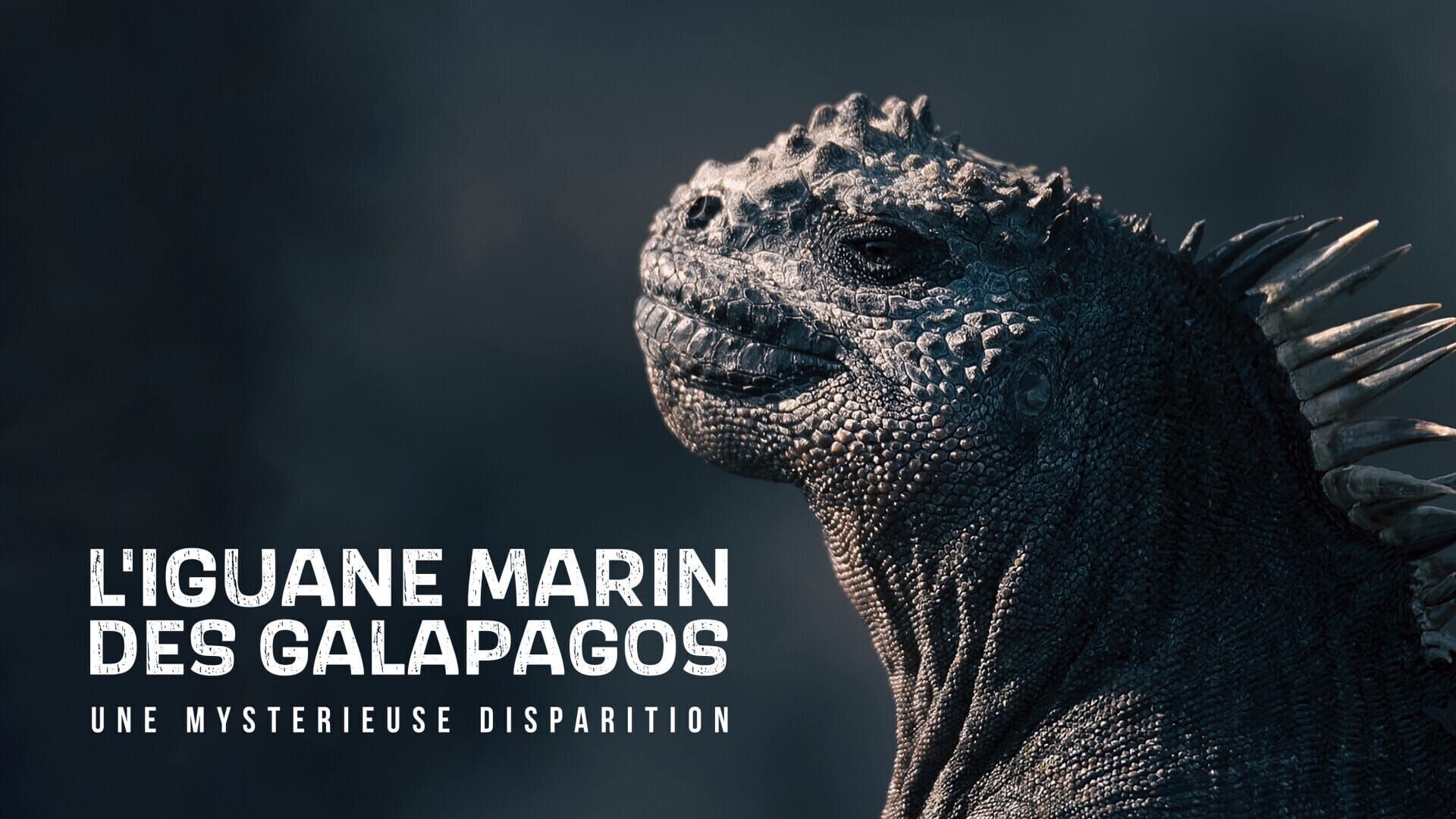 L'iguane marin des Galápagos : Une mystérieuse disparition