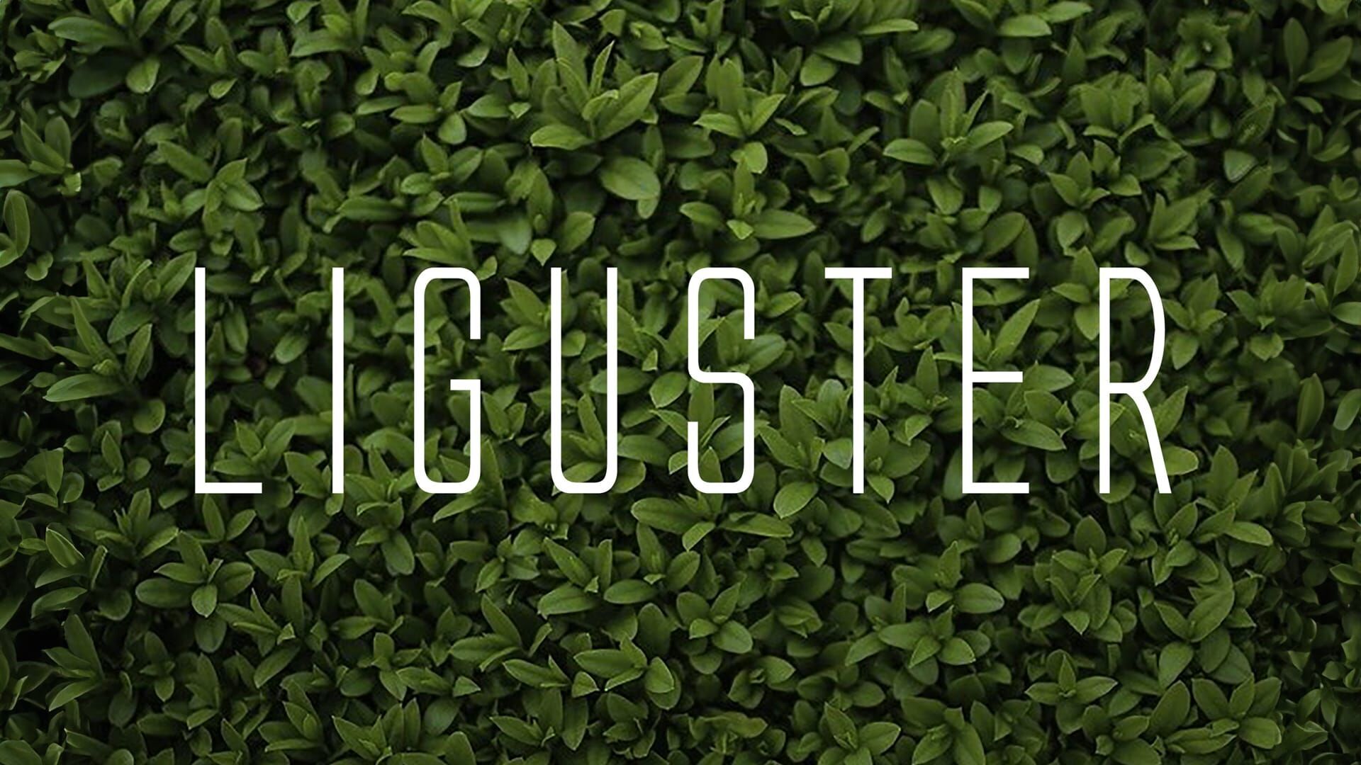 Liguster