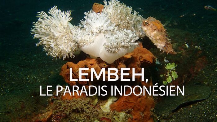 Lembeh, le paradis indonésien