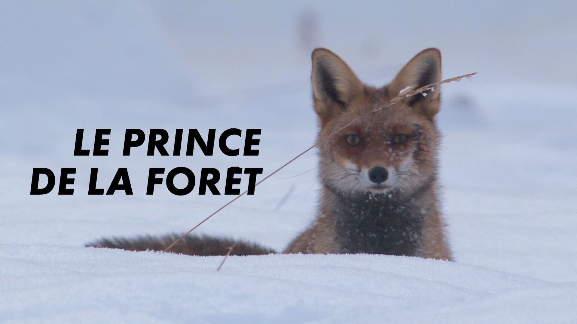 Le prince de la forêt