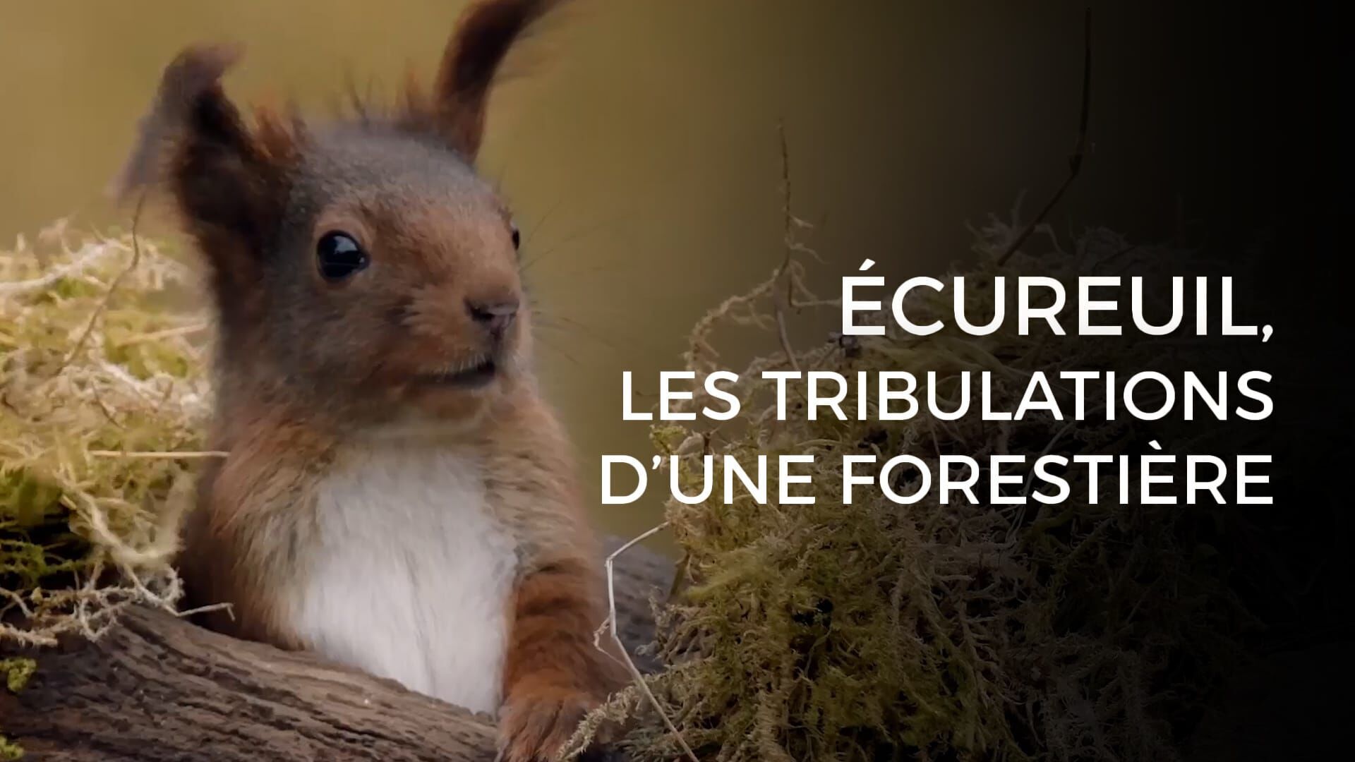 Ecureuil : les tribulations d'une forestière
