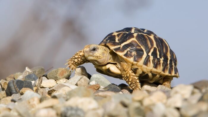 Le trafic des tortues