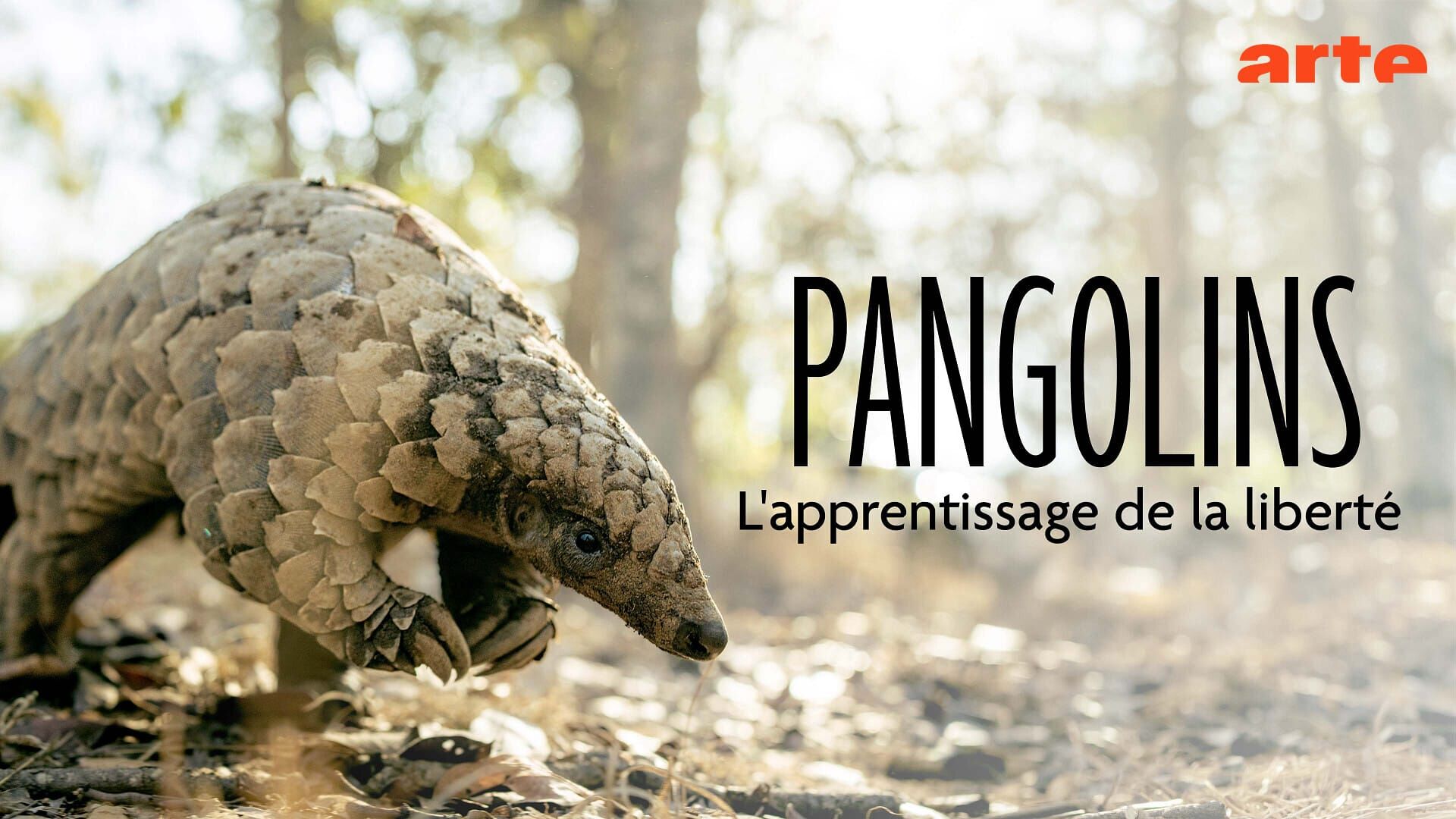 Mission pangolin : Retour à la vie sauvage
