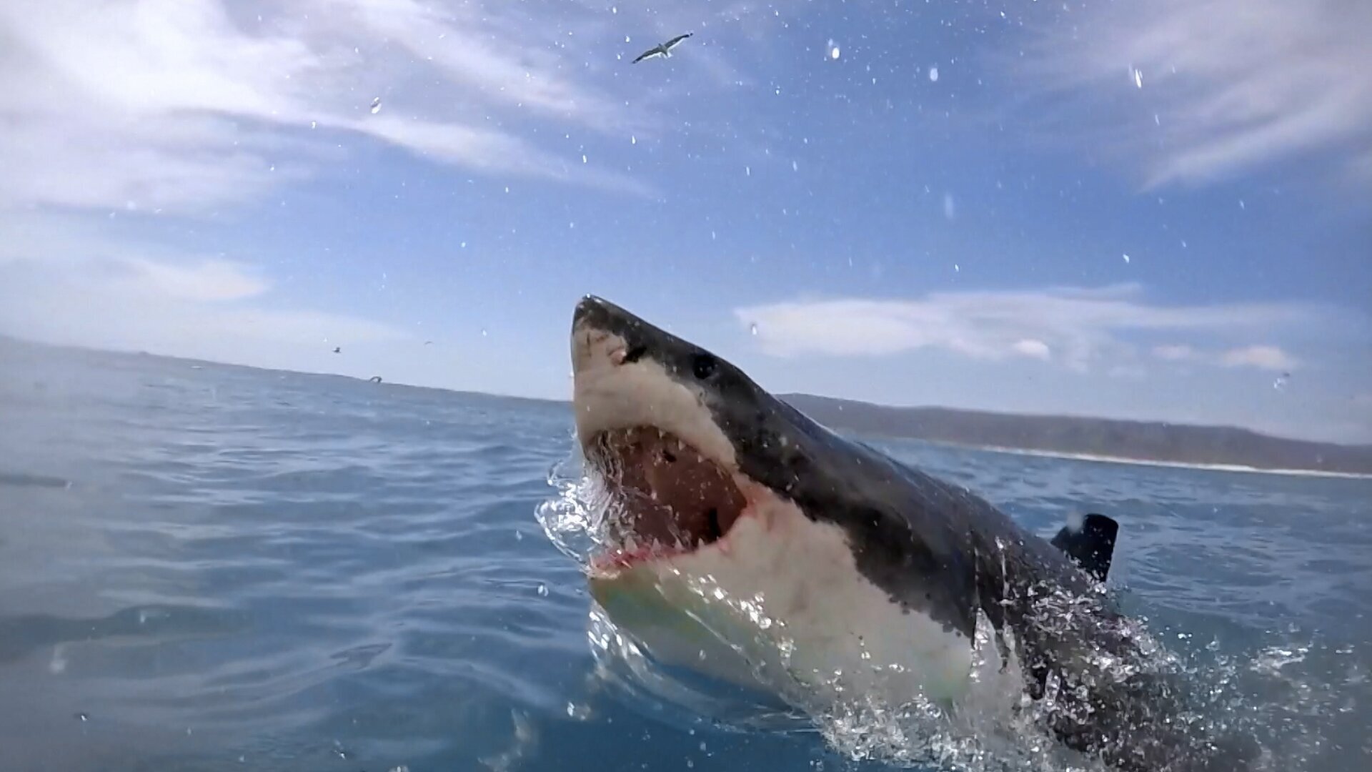 Requin-bouledogue requin dangereux