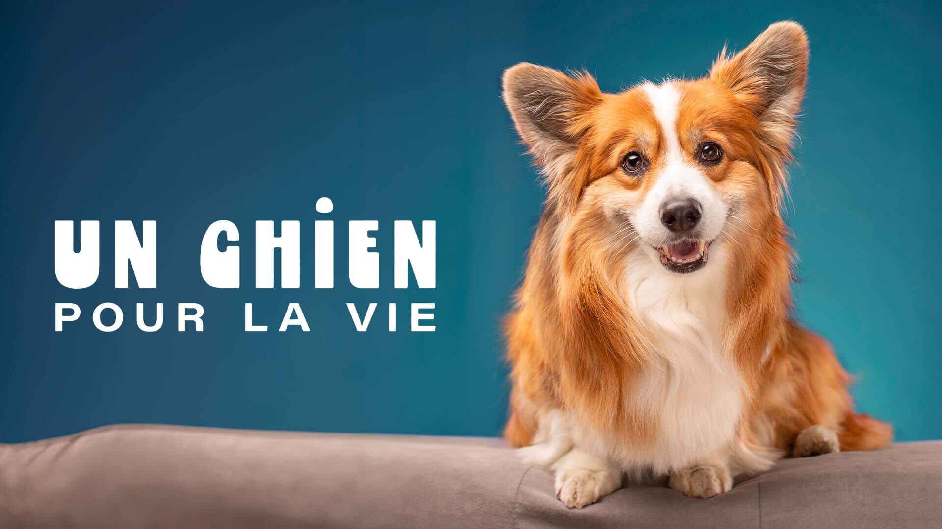 Un chien pour la vie