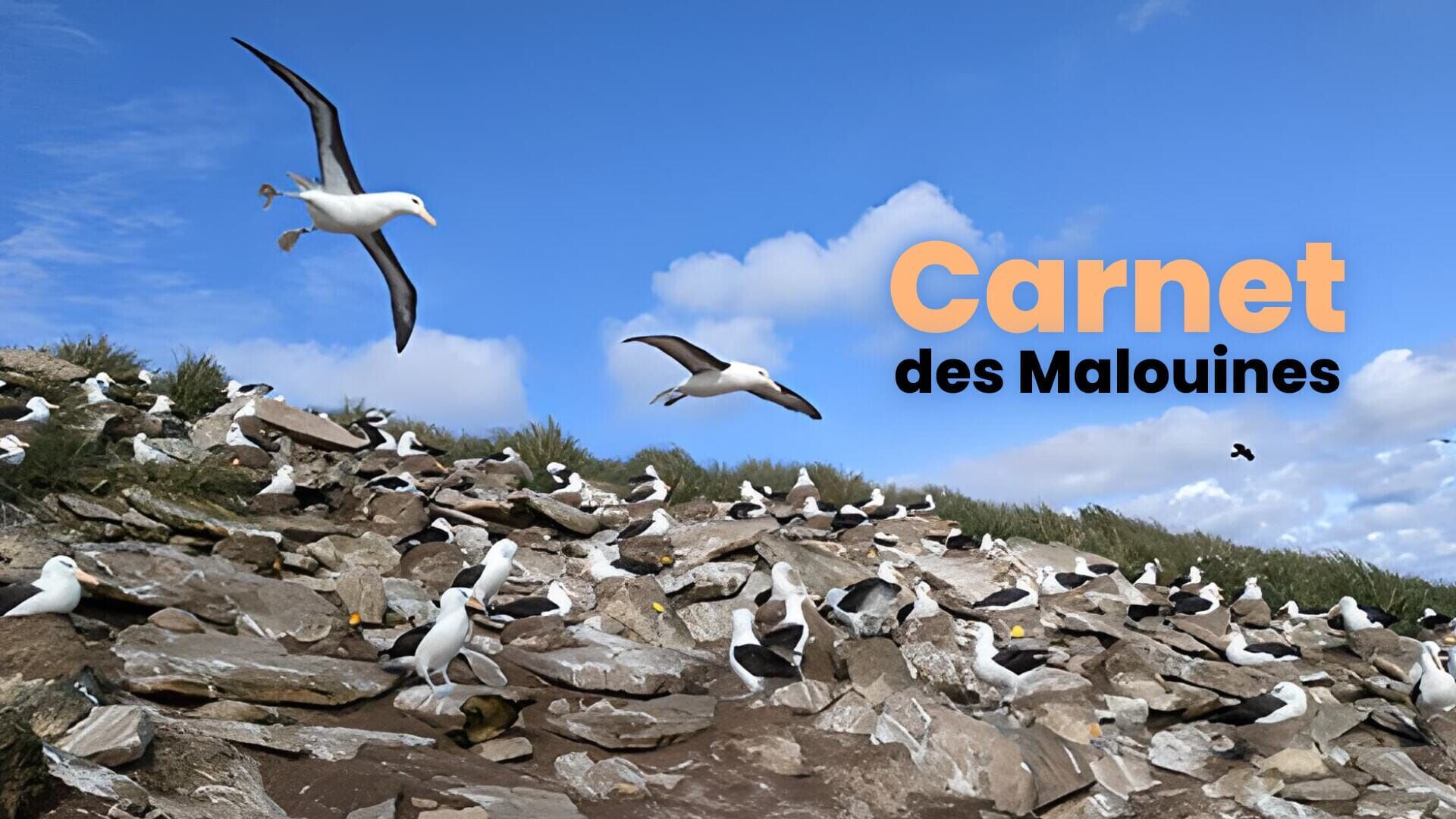 Carnet des Malouines