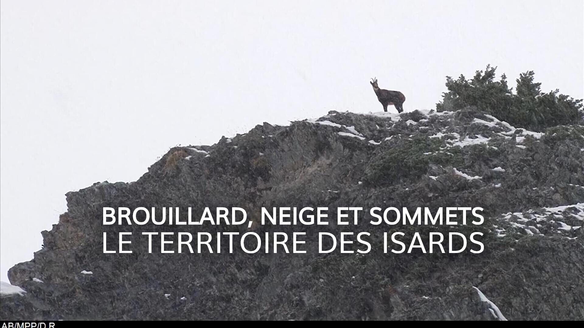 Brouillard, neige et sommets : Le territoire des isards