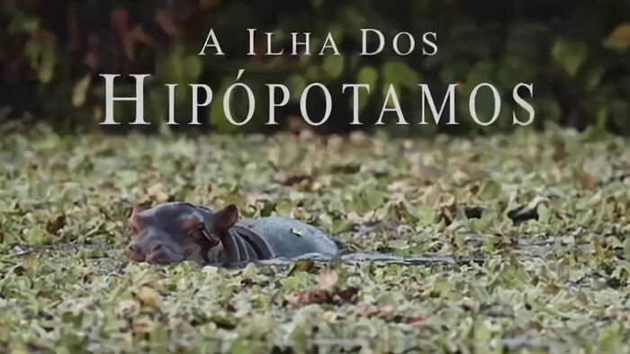 Ile des hippopotames