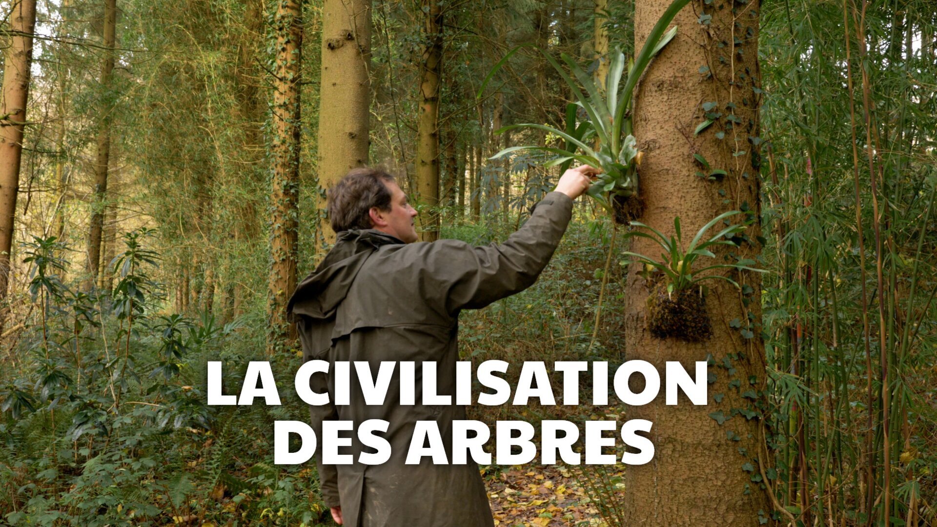 Bambou, le végétal du futur