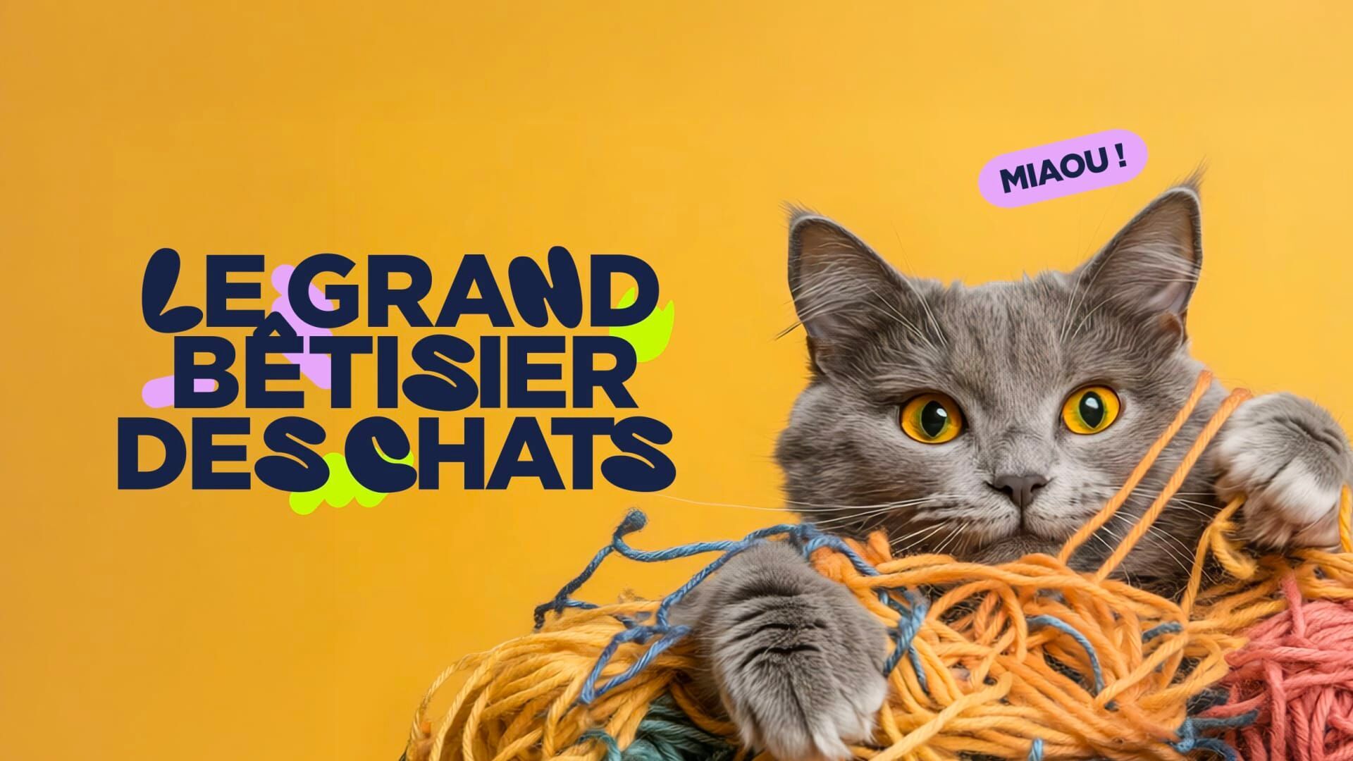 Le grand bêtisier des chats