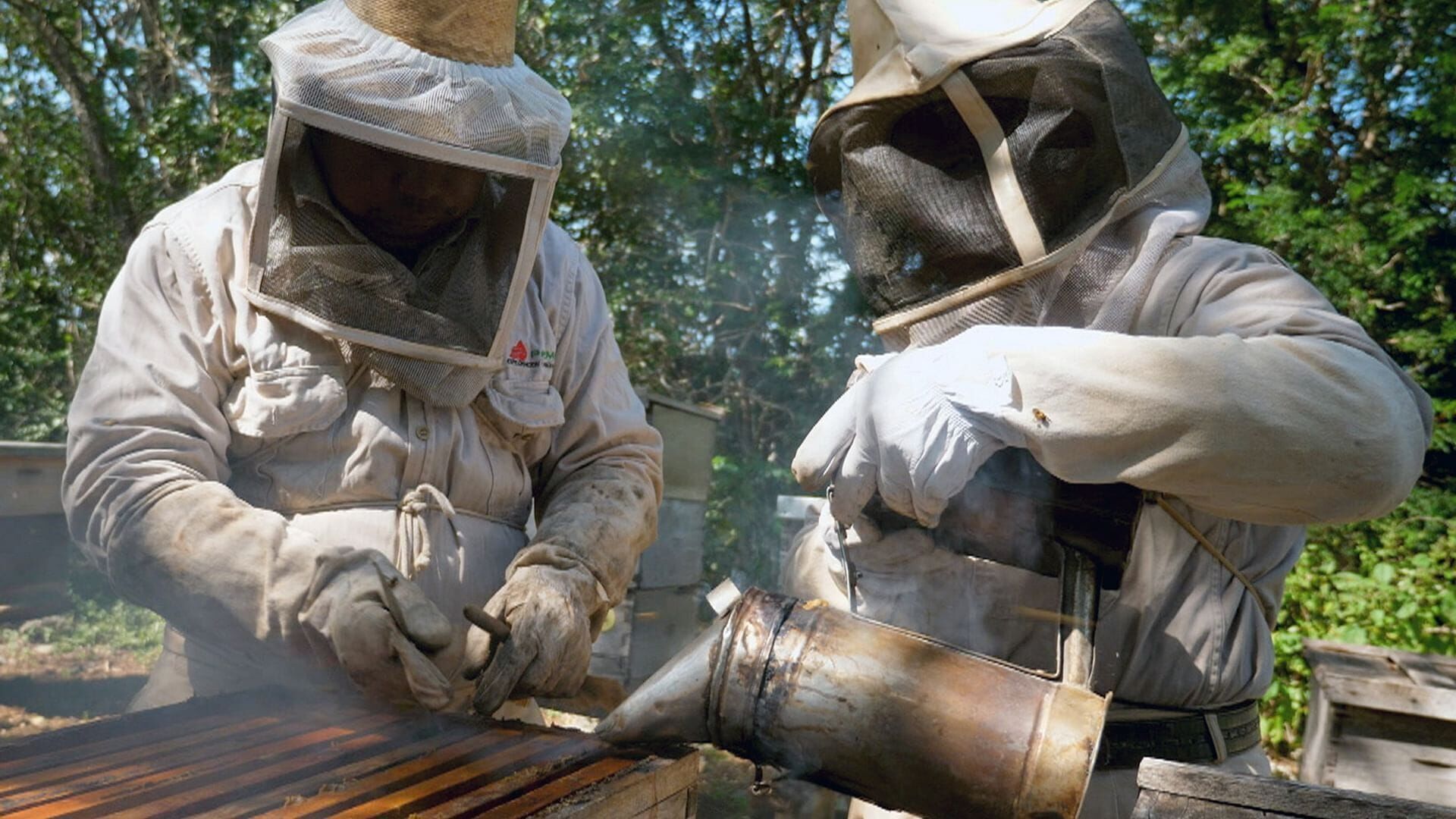 Mexique, l'abeille maya