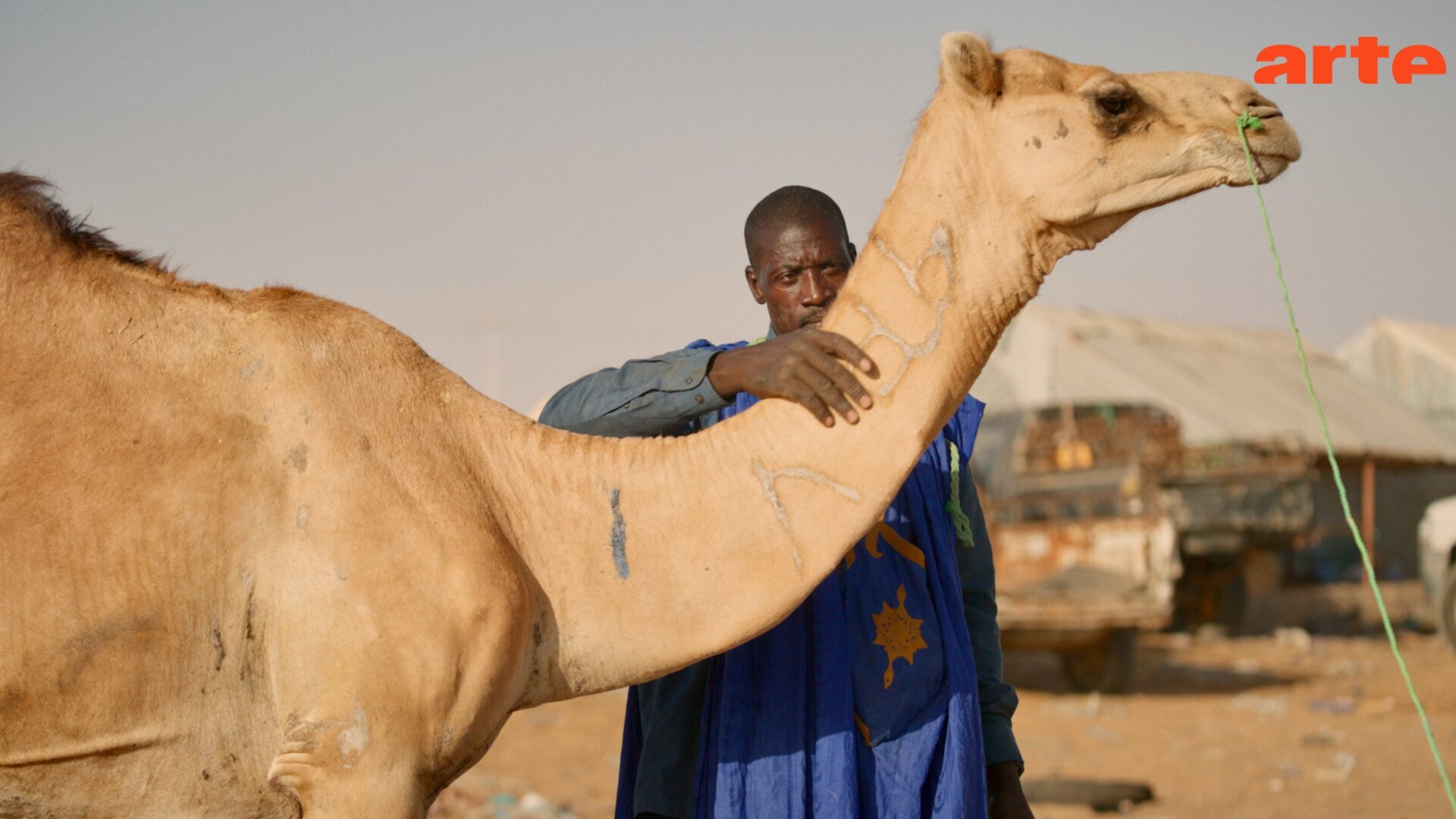 Mauritanie, le marché aux dromadaires