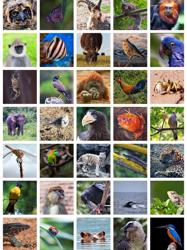 Searching for Snow Leopards