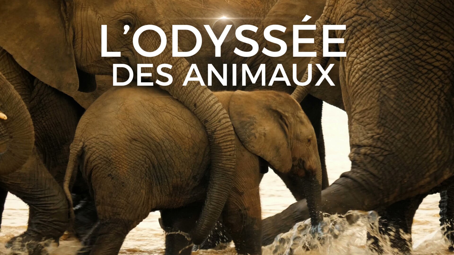 Le voyage de l'éléphant d'Afrique