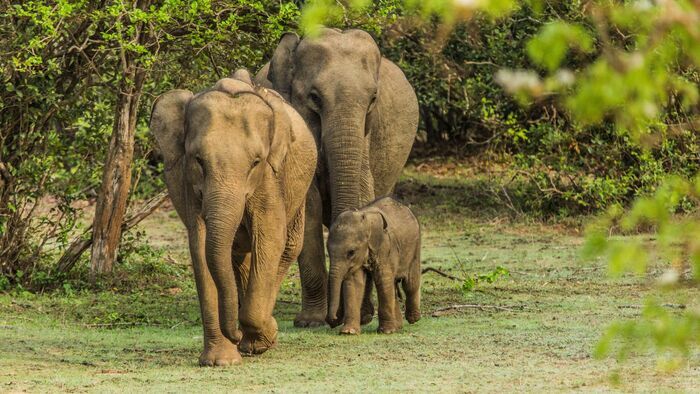 Les éléphants