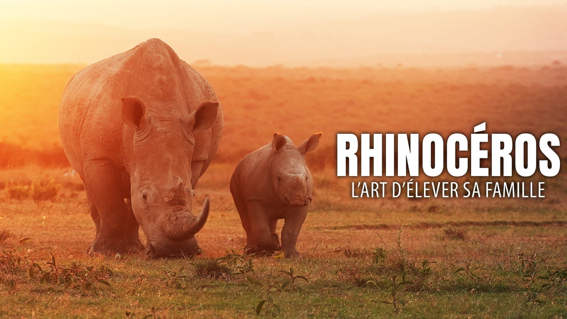 Rhinocéros : l'art d'élever sa famille