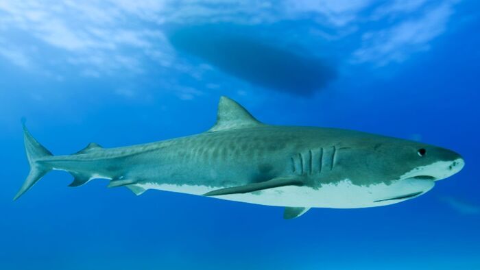 Bahamas, le royaume des requins