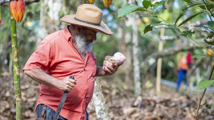 Cacao
