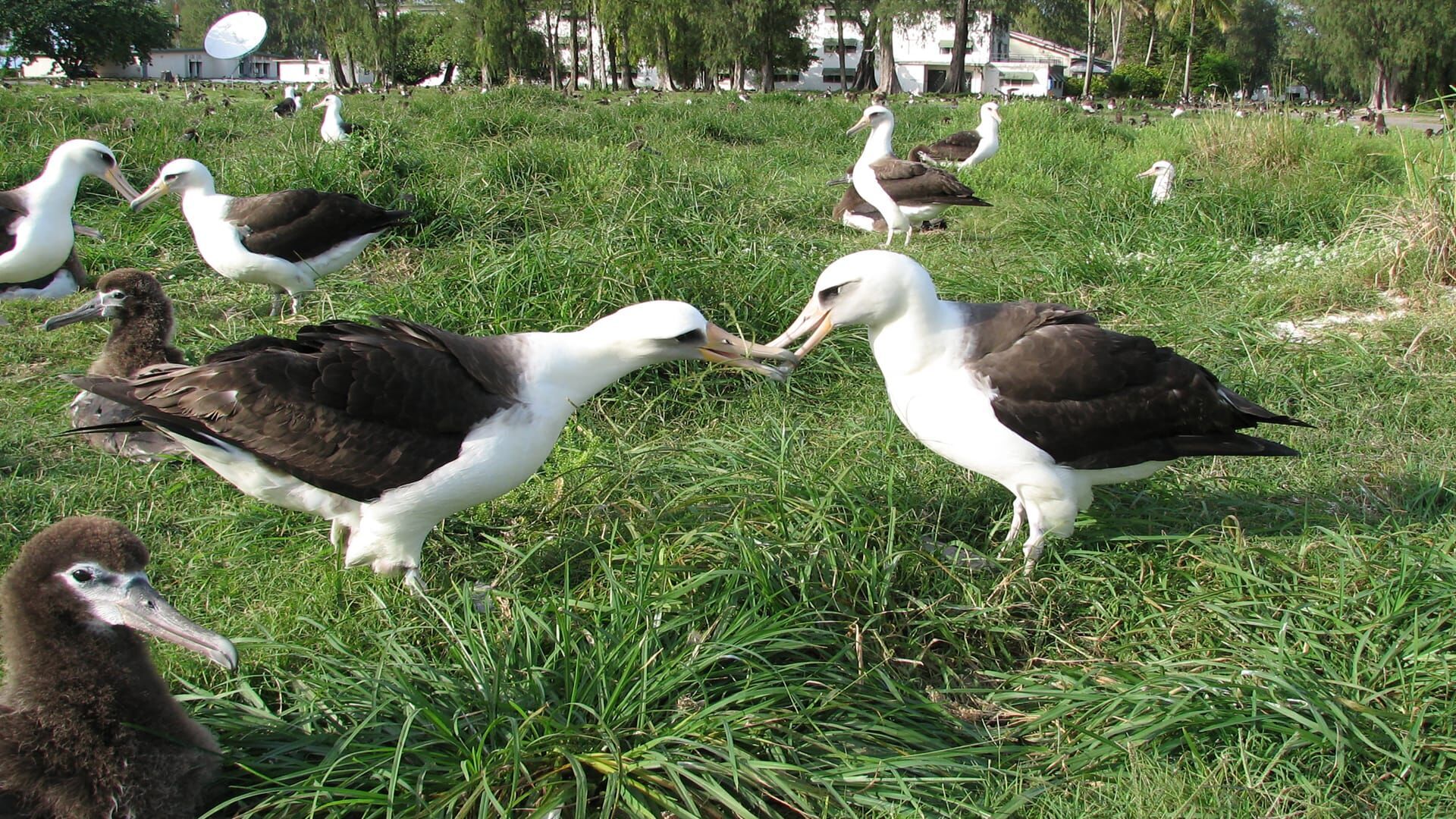 Les secrets d'Hawaï