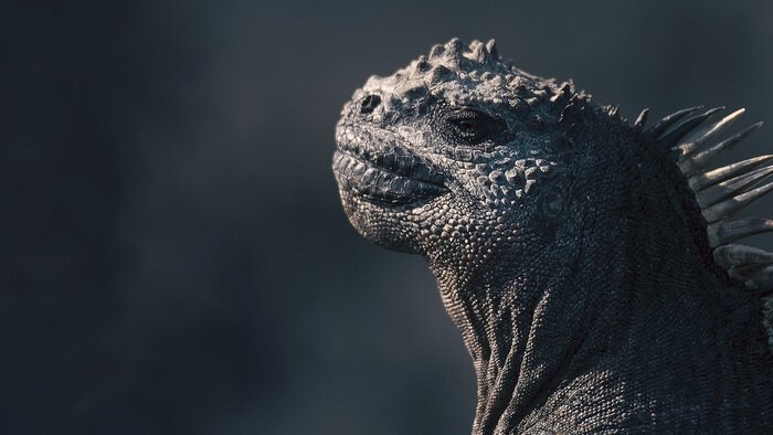 L'iguane marin des Galapagos : Une mystérieuse disparition