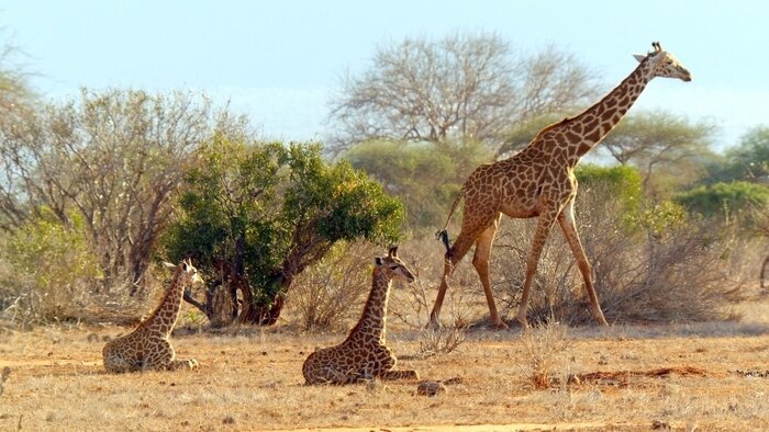 Les dernières girafes