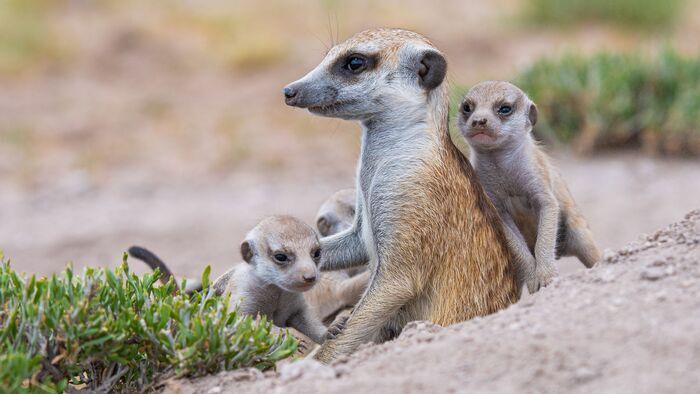 Le clan des suricates, nouvelle génération