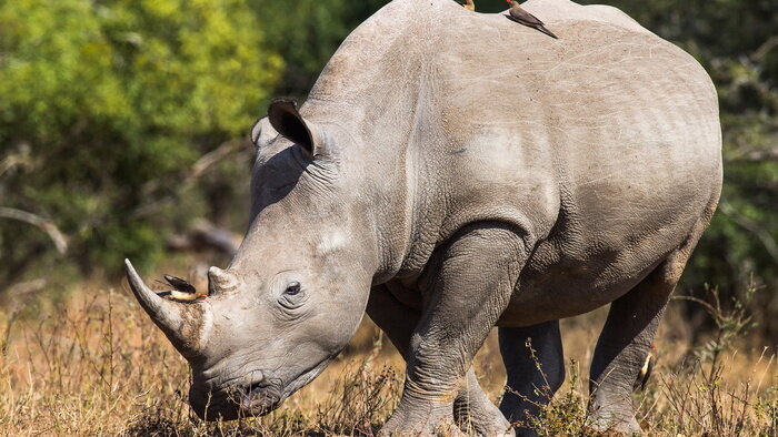 Sur la piste du dernier rhinocéros blanc