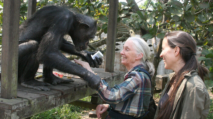 Jane Goodall et les chimpanzés de Tchimpounga
