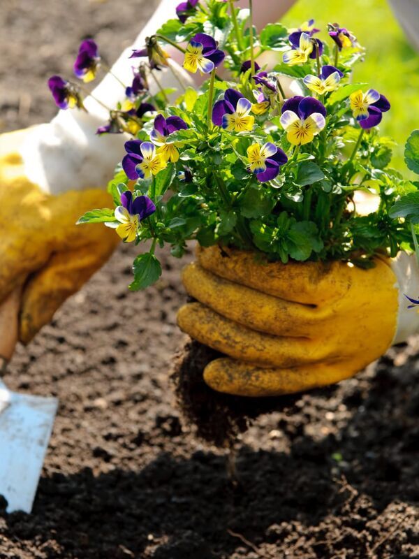 Zoom sur planter des bulbes en automne pour une floraison au printemps