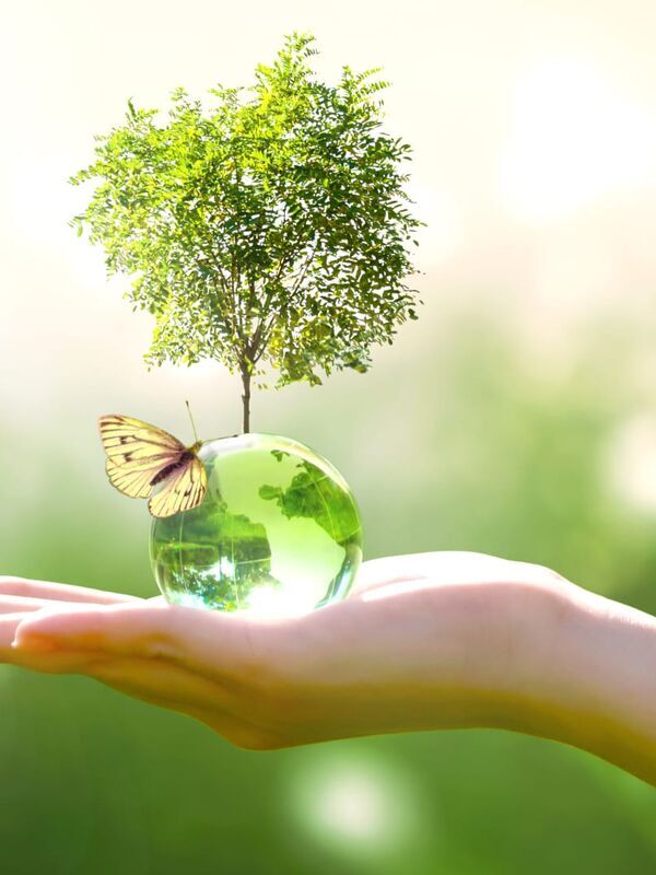 Treewashing - Saving the Planet by Planting Trees?