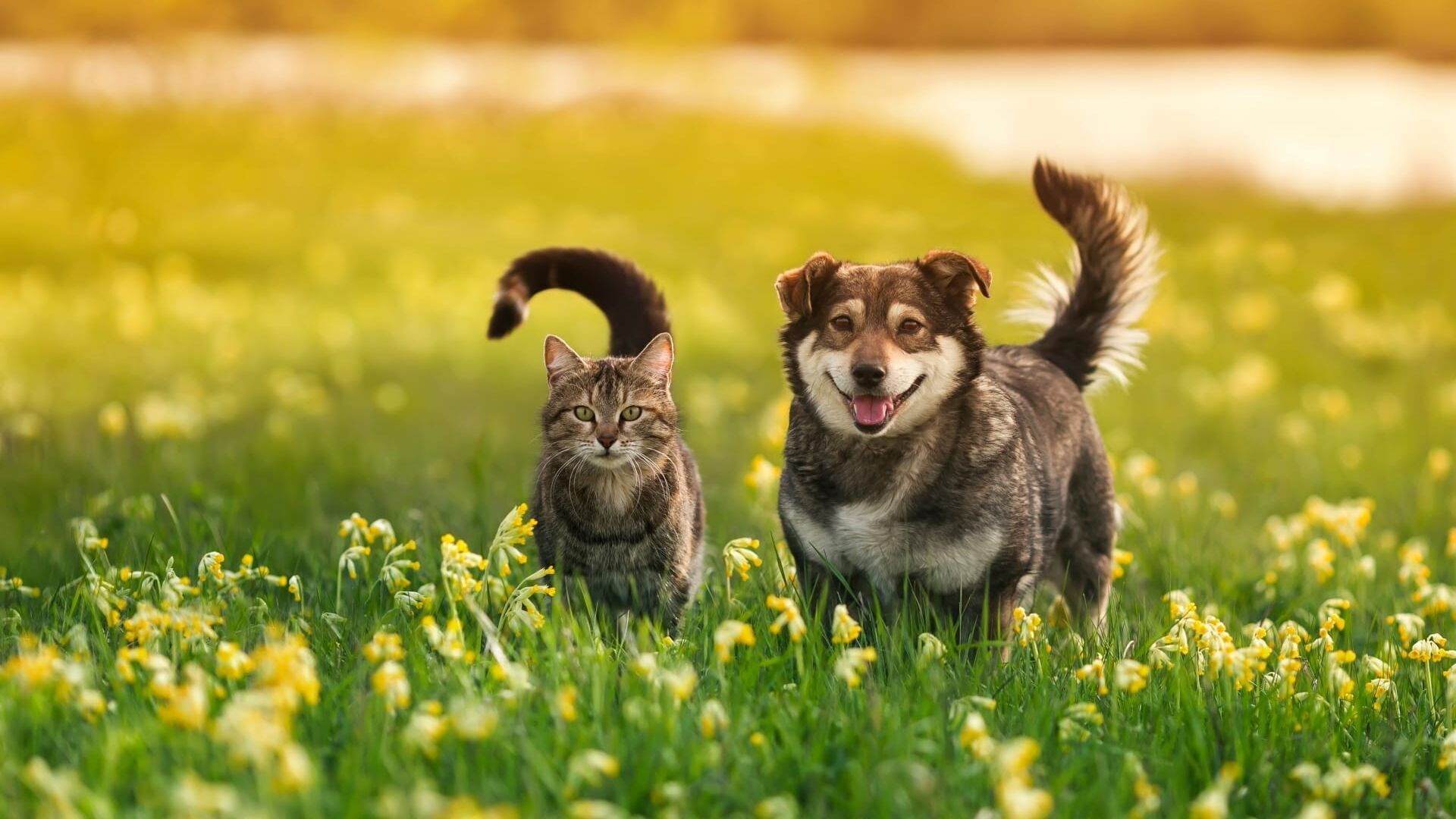 Proie des chats