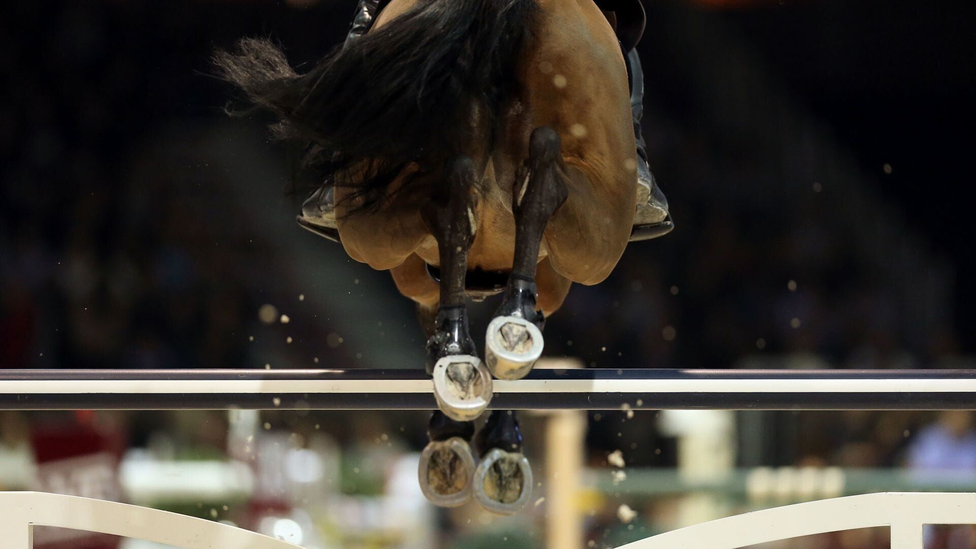 Equitation : Coupe du monde de saut d'obstacles