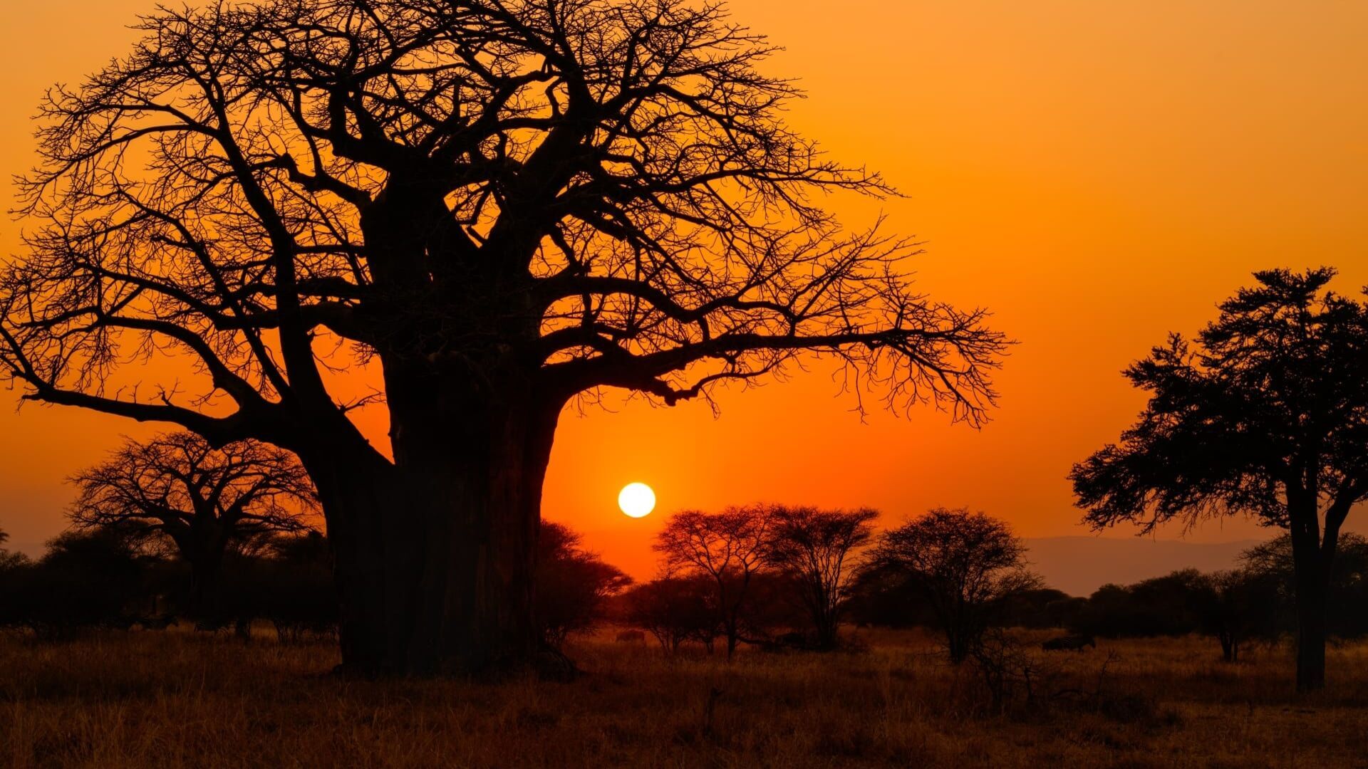A l'ombre du baobab