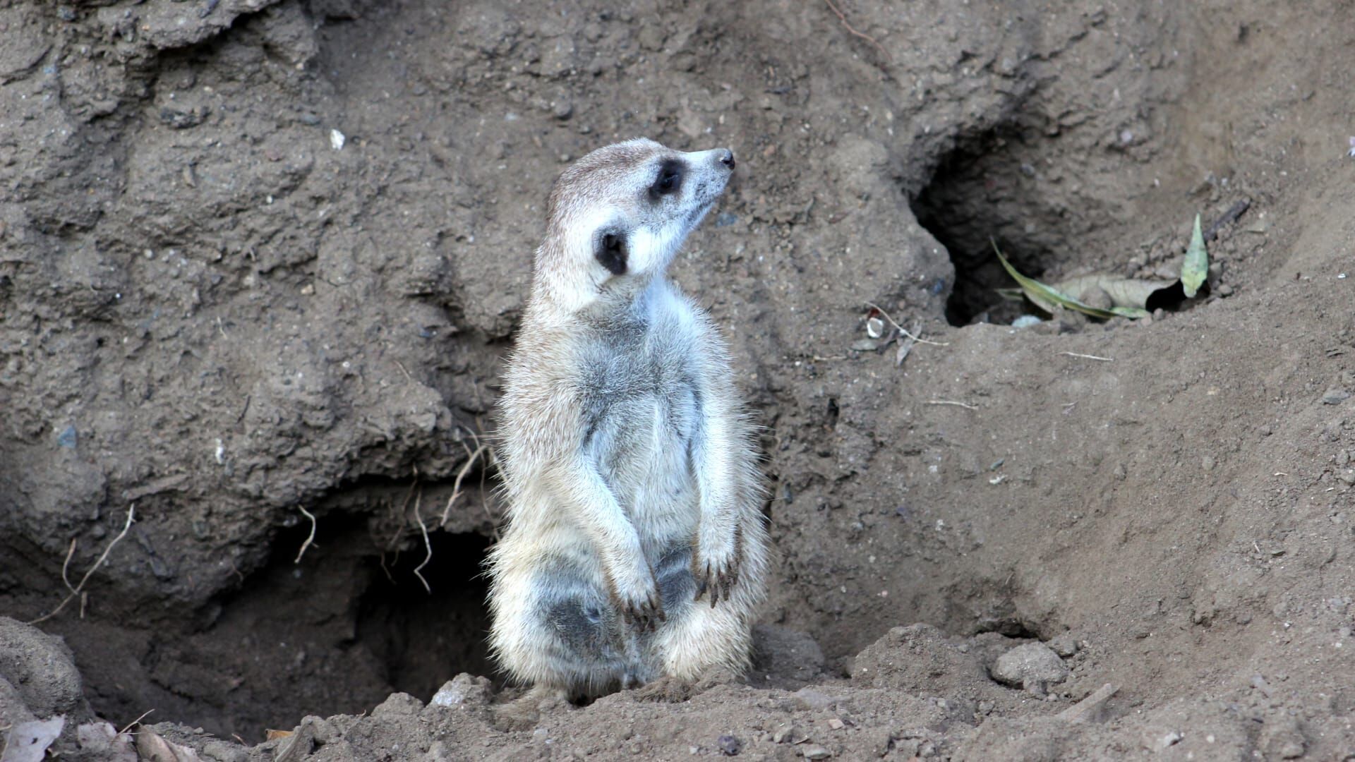 Dîner avec les suricates