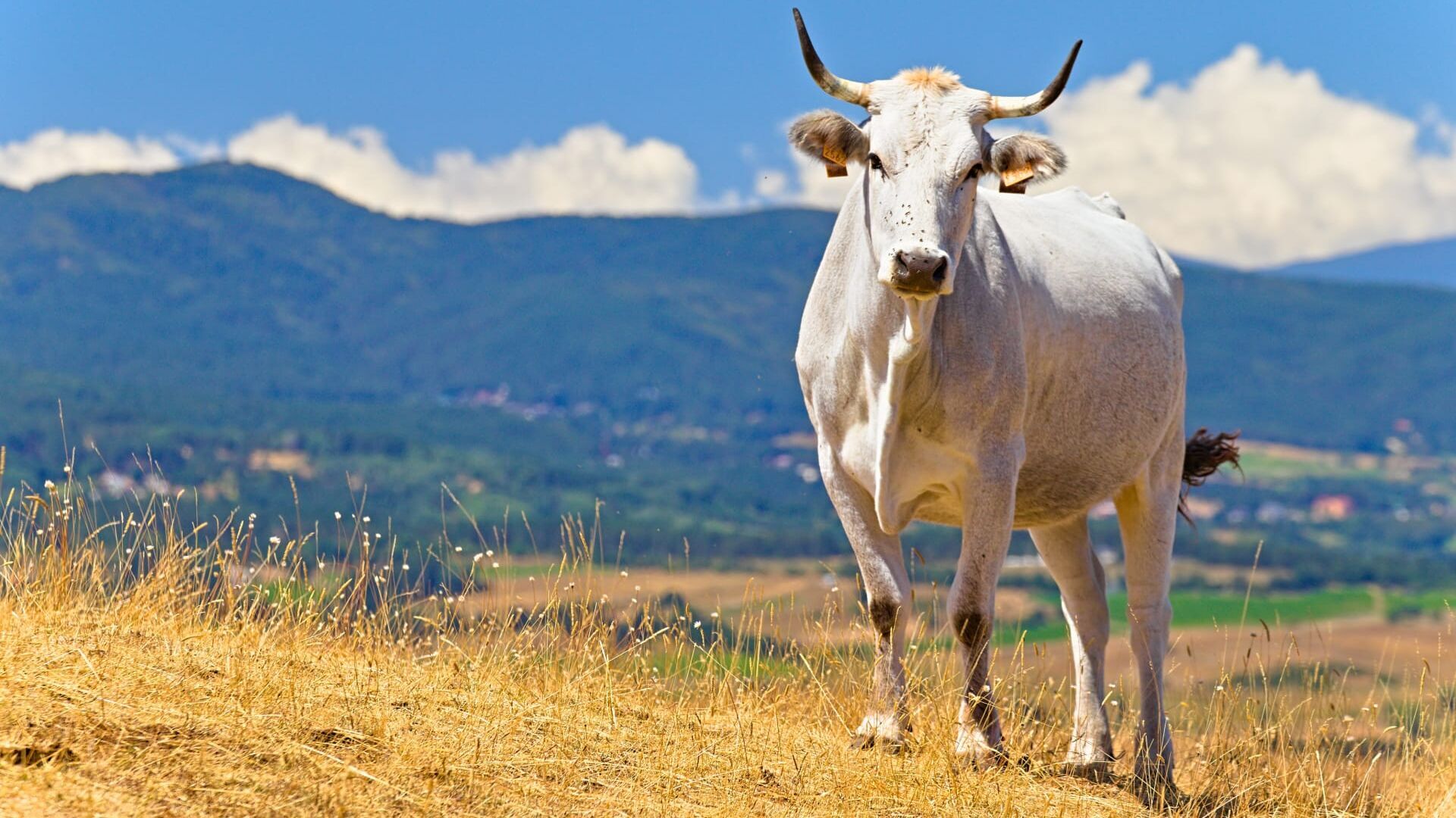 The Sacred Cows of the Mafia