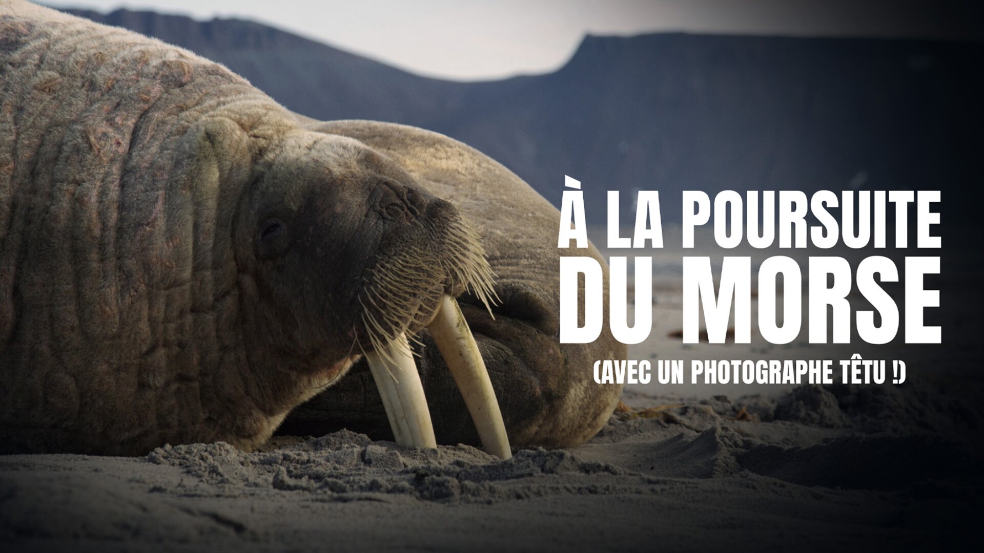 A la poursuite du morse (avec un photographe têtu !)