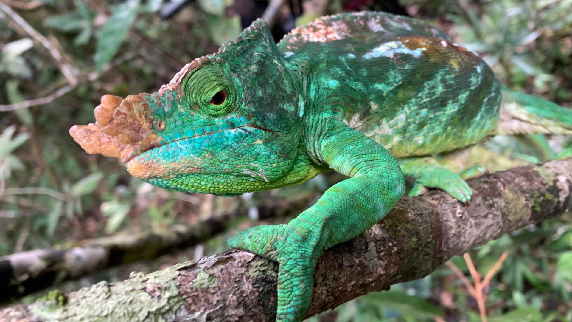 La jungle des lémuriens