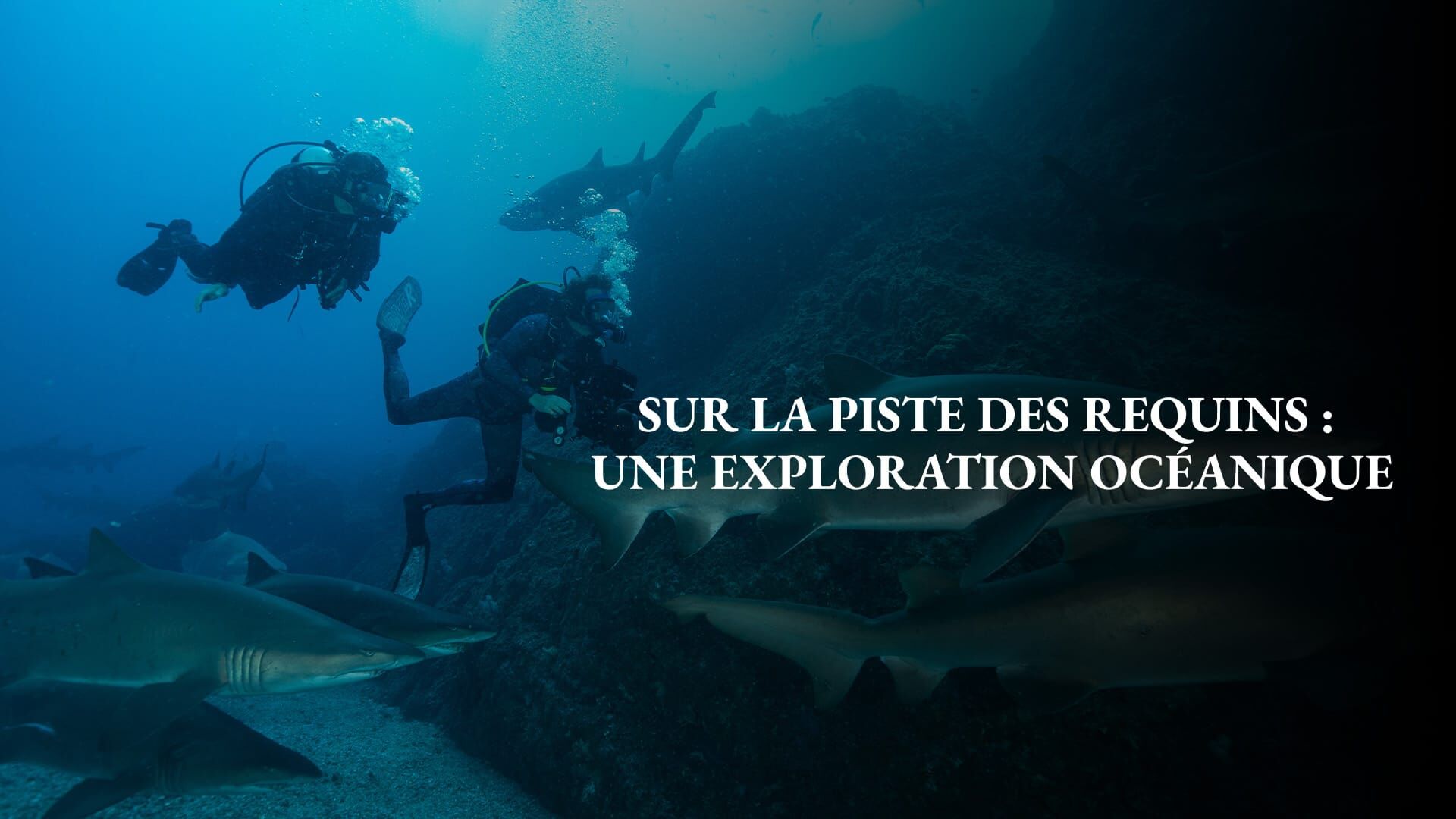 Les réseaux sociaux
