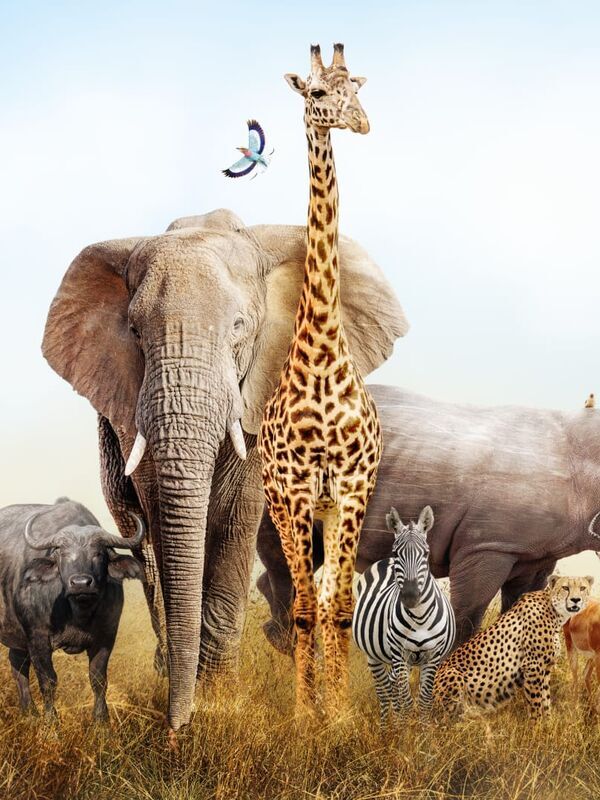L'abécédaire des animaux