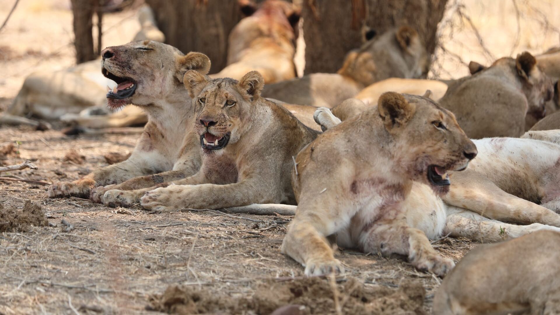 Dynasties