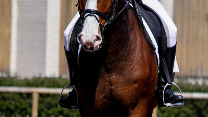 Equitation : Championnats du monde des jeunes chevaux