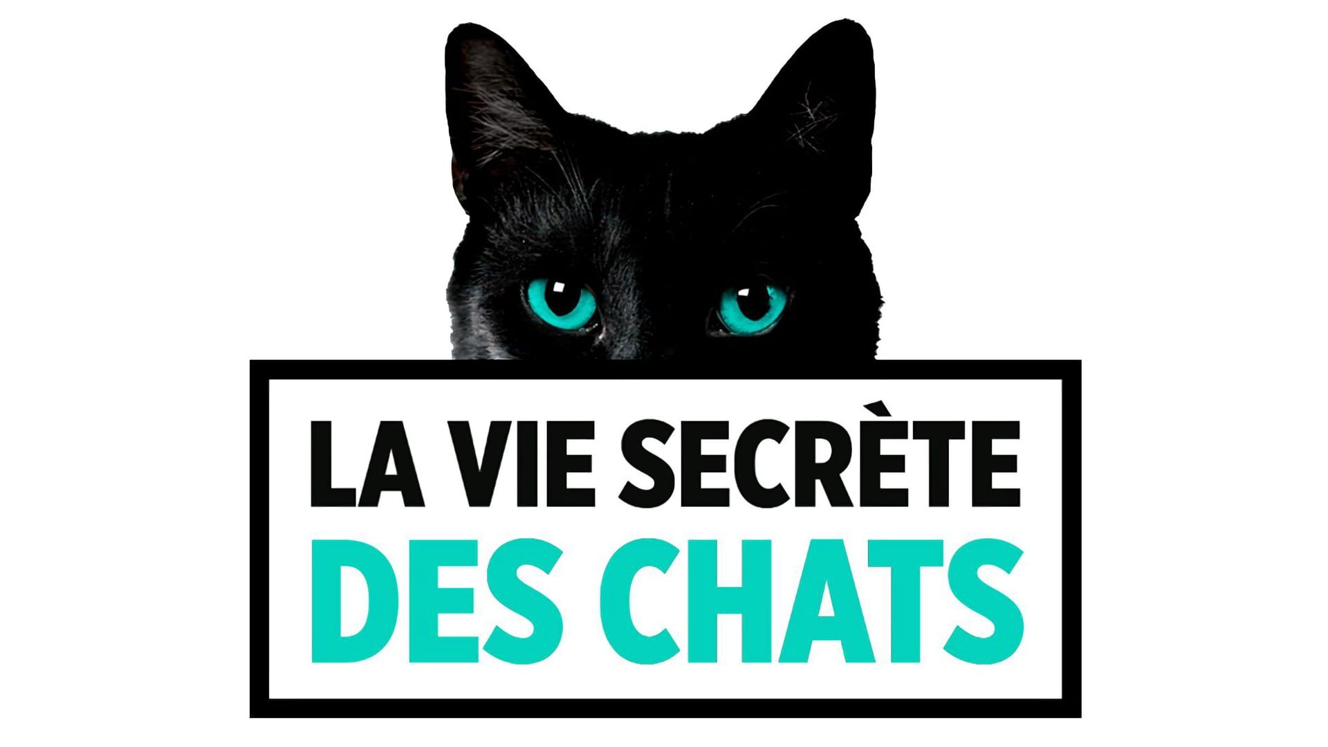 La double vie de nos chats