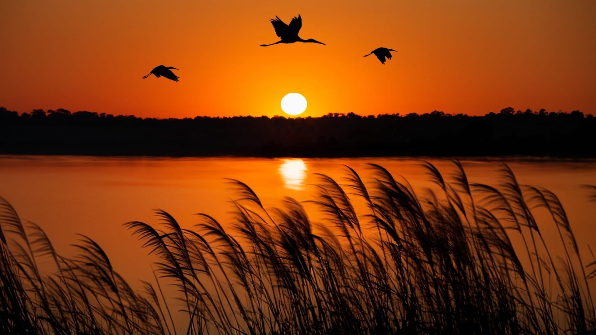Les miracles du delta de l'Okavango