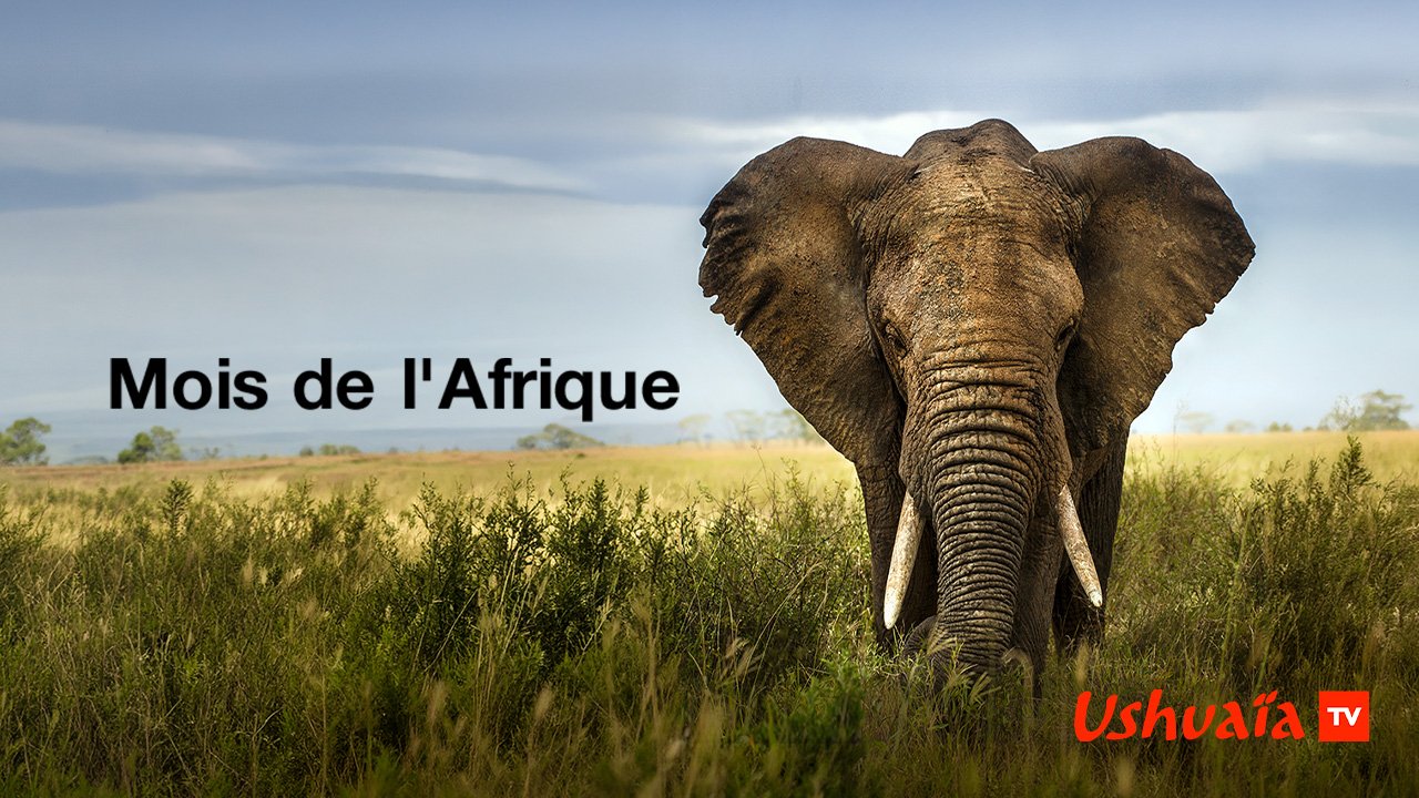 Mois de l'Afrique