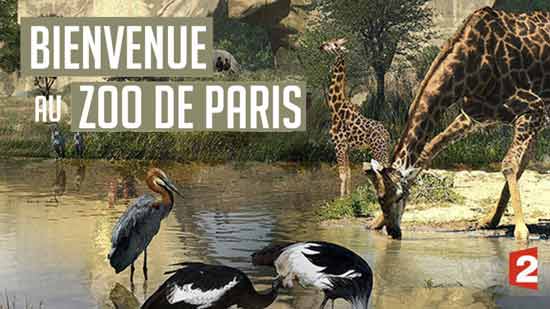 Grandeur nature : Bienvenue au Zoo de Paris