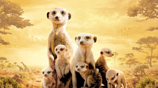 La famille suricate